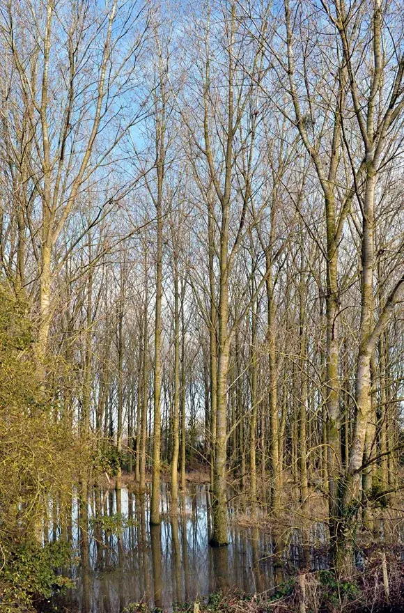 photo de zone humide inondée