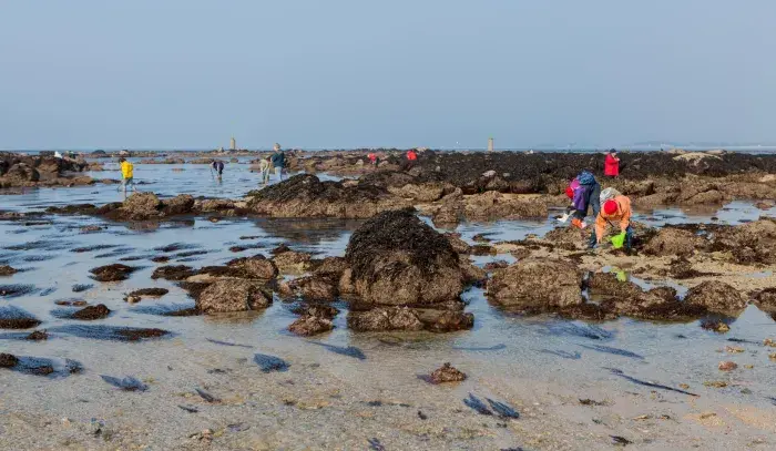 Photo Pêche à pied de coquillages et crustacés