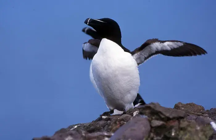 Photo pingouin Torda