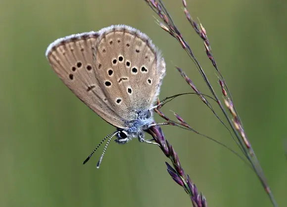Photo Azuré des mouillères