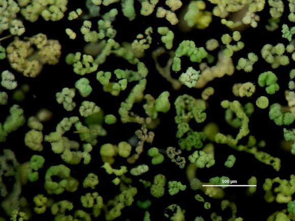 Photo Amas de cyanobactéries de type microcystis