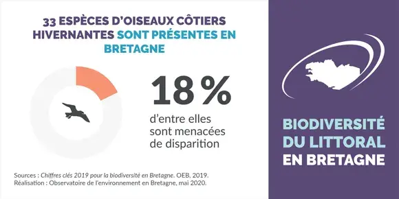 Infographie Les oiseaux côtiers hivernants