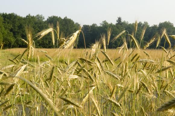 photo champ de blé