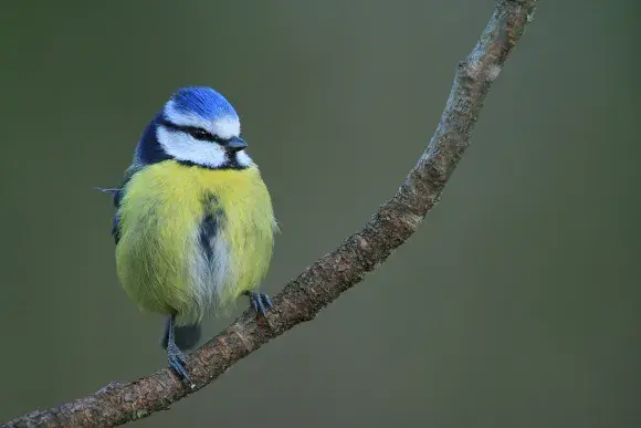 photo mésange bleue