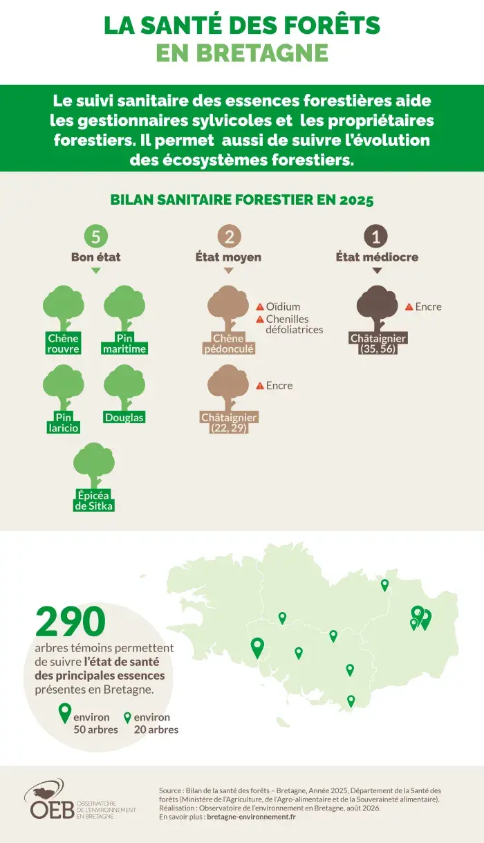 Infographie La santé des forêts en Bretagne en 2025