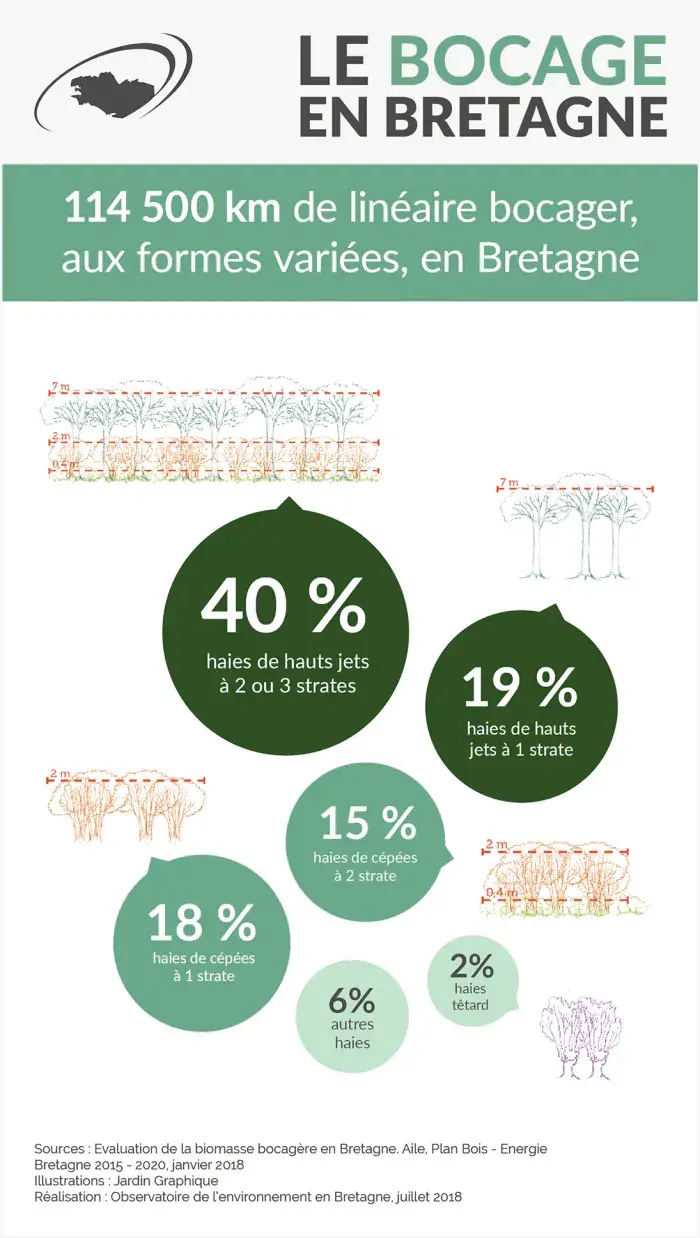 Infographie Les haies bocagères en Bretagne