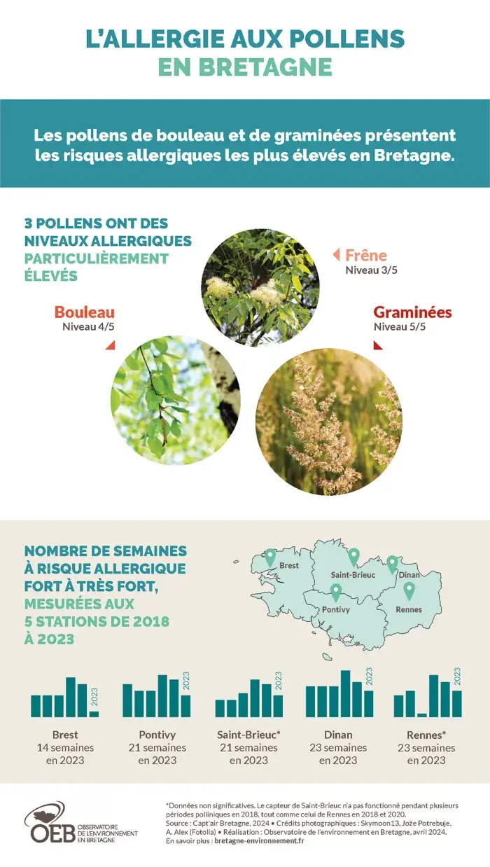 Infographie L'allergie aux pollens en Bretagne