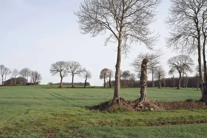 Photo Haies bocagères discontinues dans les paysages ruraux d’Ille-et-Vilaine