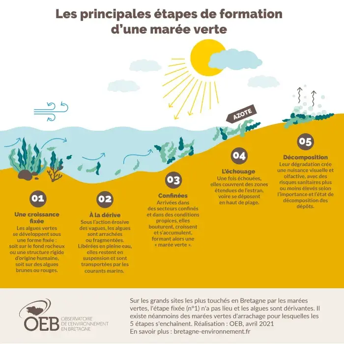 Les étapes de formation des marées vertes