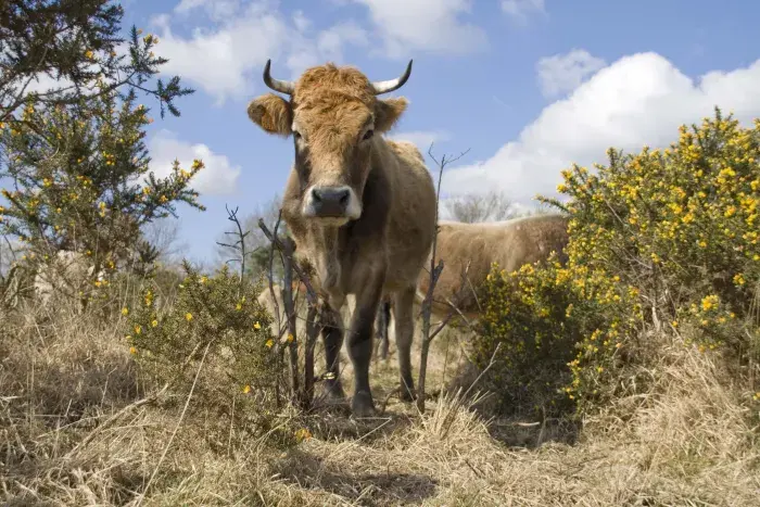 photo Taouac'h, une vache nantaise qui entretient la lande du Cragou.
