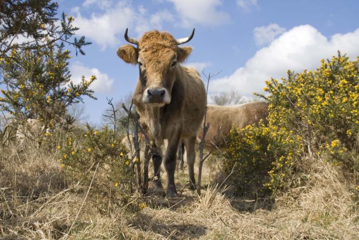 photo Taouac'h, une vache nantaise qui entretient la lande du Cragou.