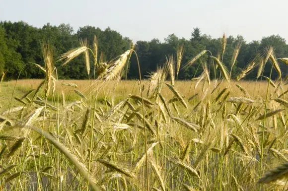 Le traitement phytosanitaire des cultures est le type d’usage de pesticide le plus important