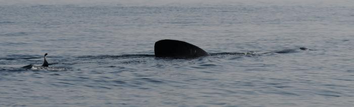 photo d'aileron de requin pèlerin