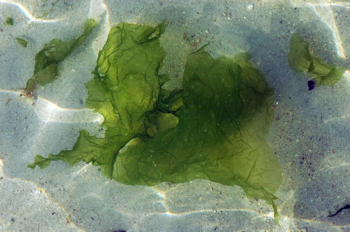 Photo d'Ulves ou « laitues de mer » sous l'eau