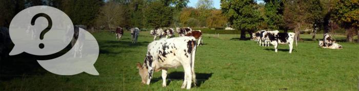 Photo Troupeau de vaches dans le bocage breton