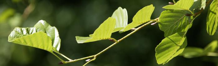 Photo feuilles