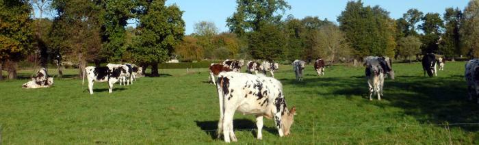Photo Troupeau de vaches dans le bocage breton