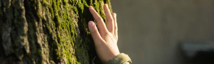 Photo main sur arbre