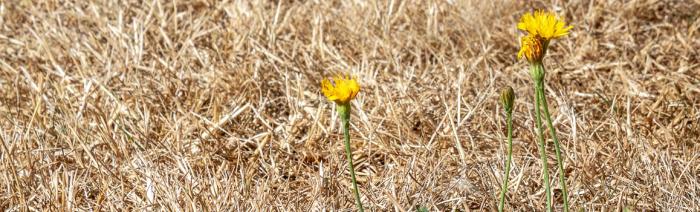 Photo Herbe sèche