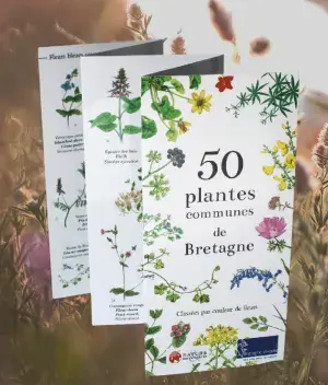 couv 50 plantes communes de Bretagne