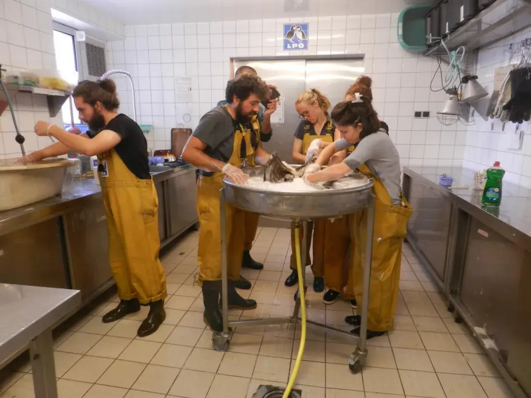 Photo Lavage des oiseaux mazoutés