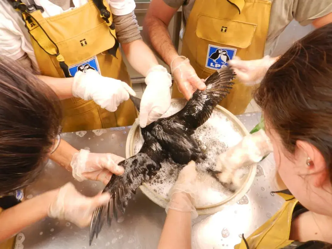 Photo Lavage des oiseaux mazoutés