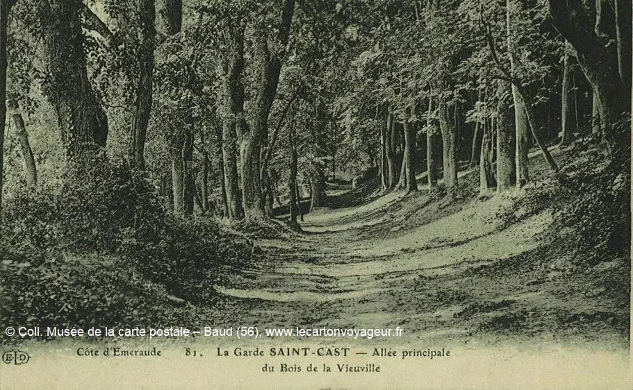 Photo forêt