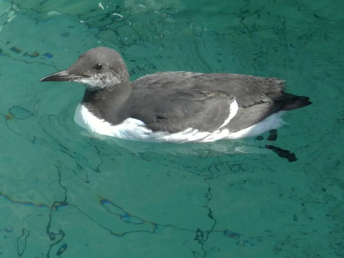 Photo Oiseau marin