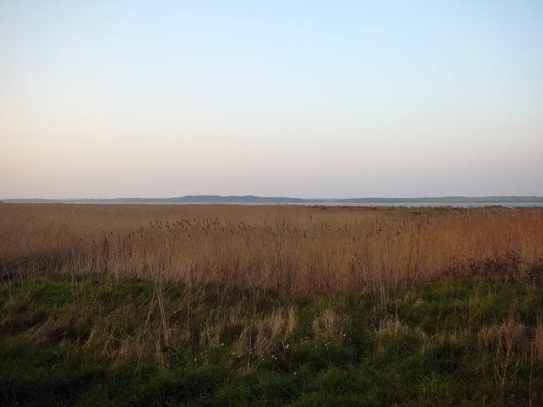 Photo Vasières littorales et oiseaux migrateurs