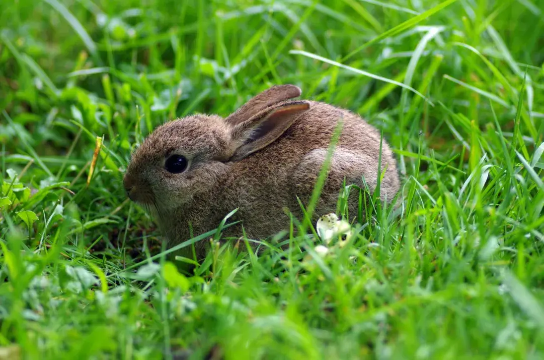 Photo lapin de garenne