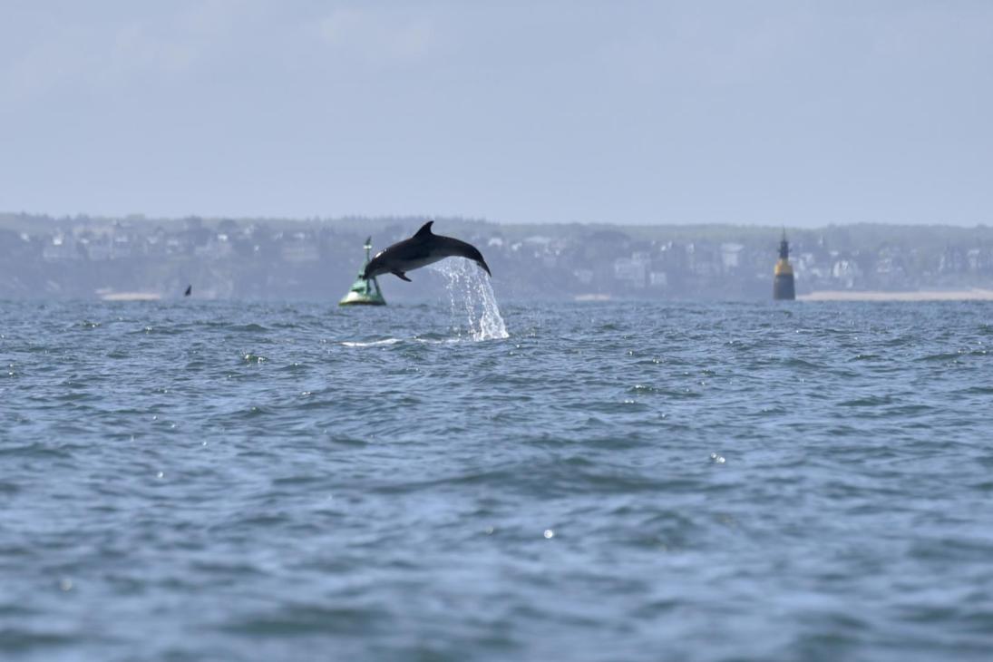 Photo dauphin dans la baie de Saint-Malo