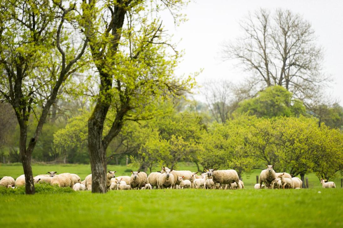 Photo agroforesterie