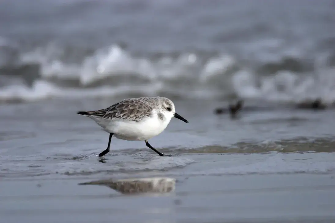 Photo bécasseau Sanderling