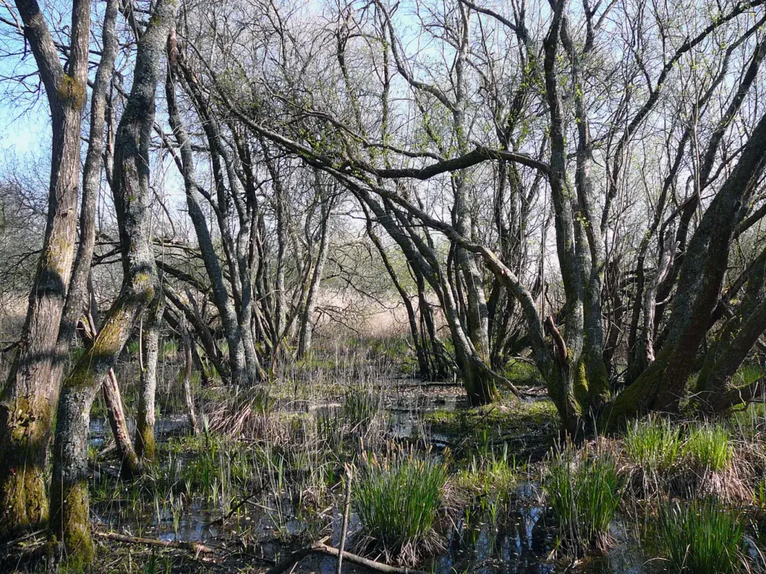 Photo Marais arrière-dunaire à Pénestin