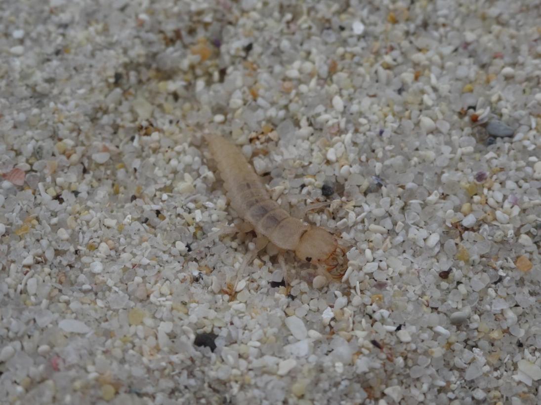 Photo Larve de grande nébrie des sables