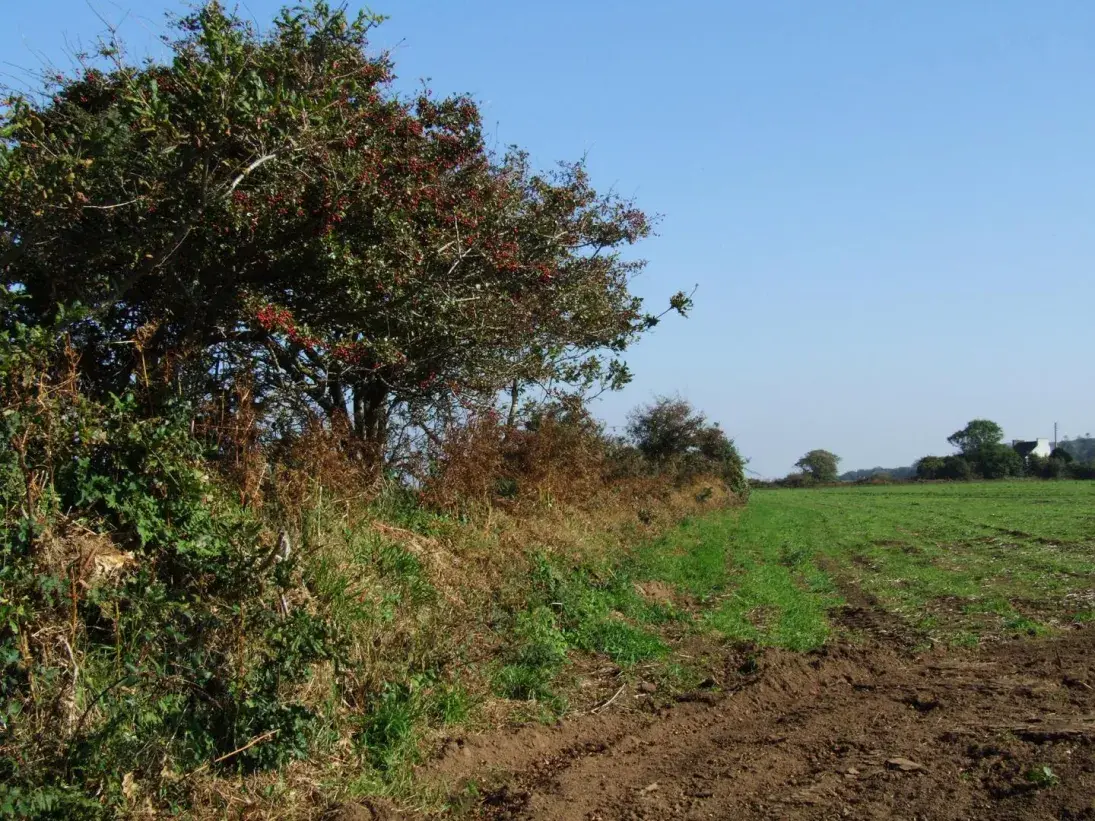 Photo Paysage cultivé avec talus 