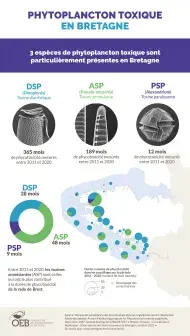 Infographie Phytoplancton toxique en Bretagne