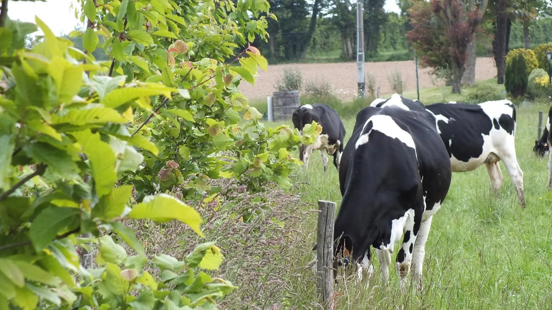 Photo vaches