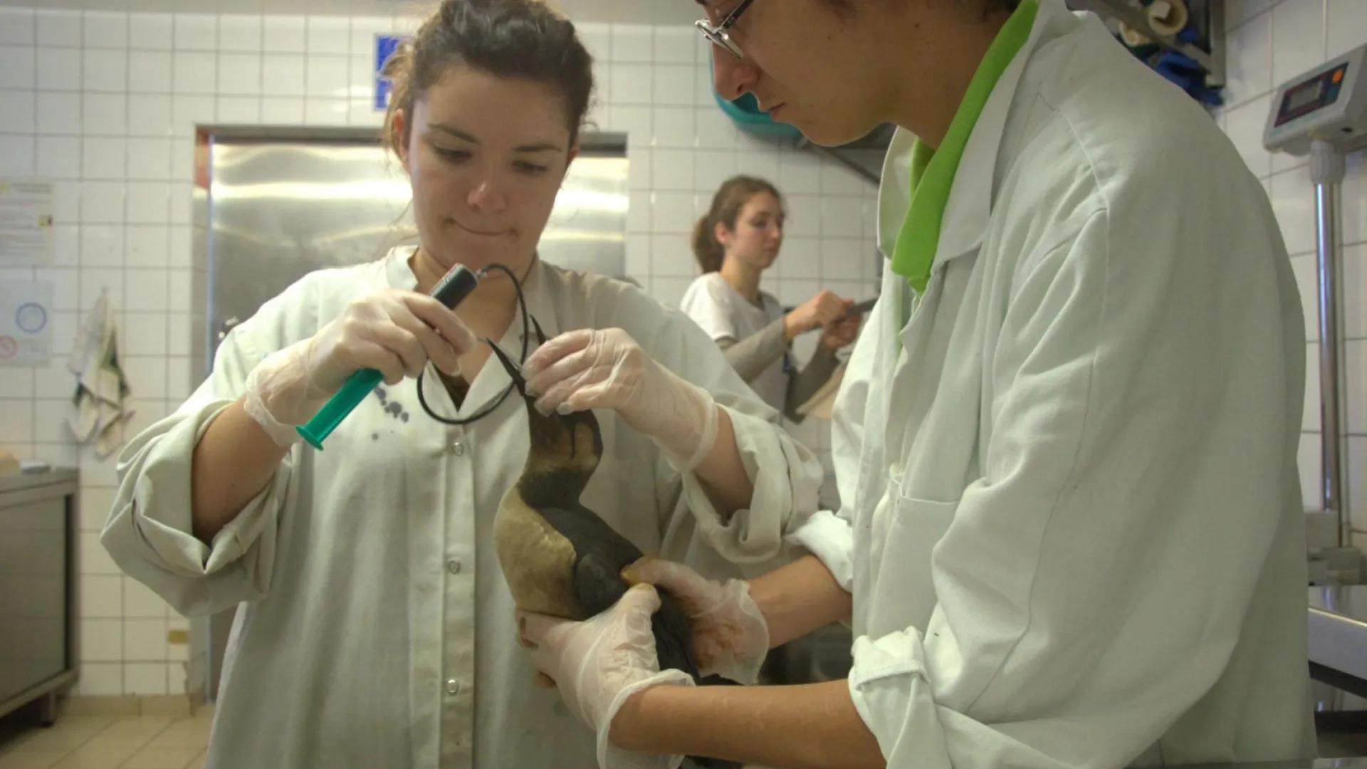 Photo Premiers soins guillemot de Troïl