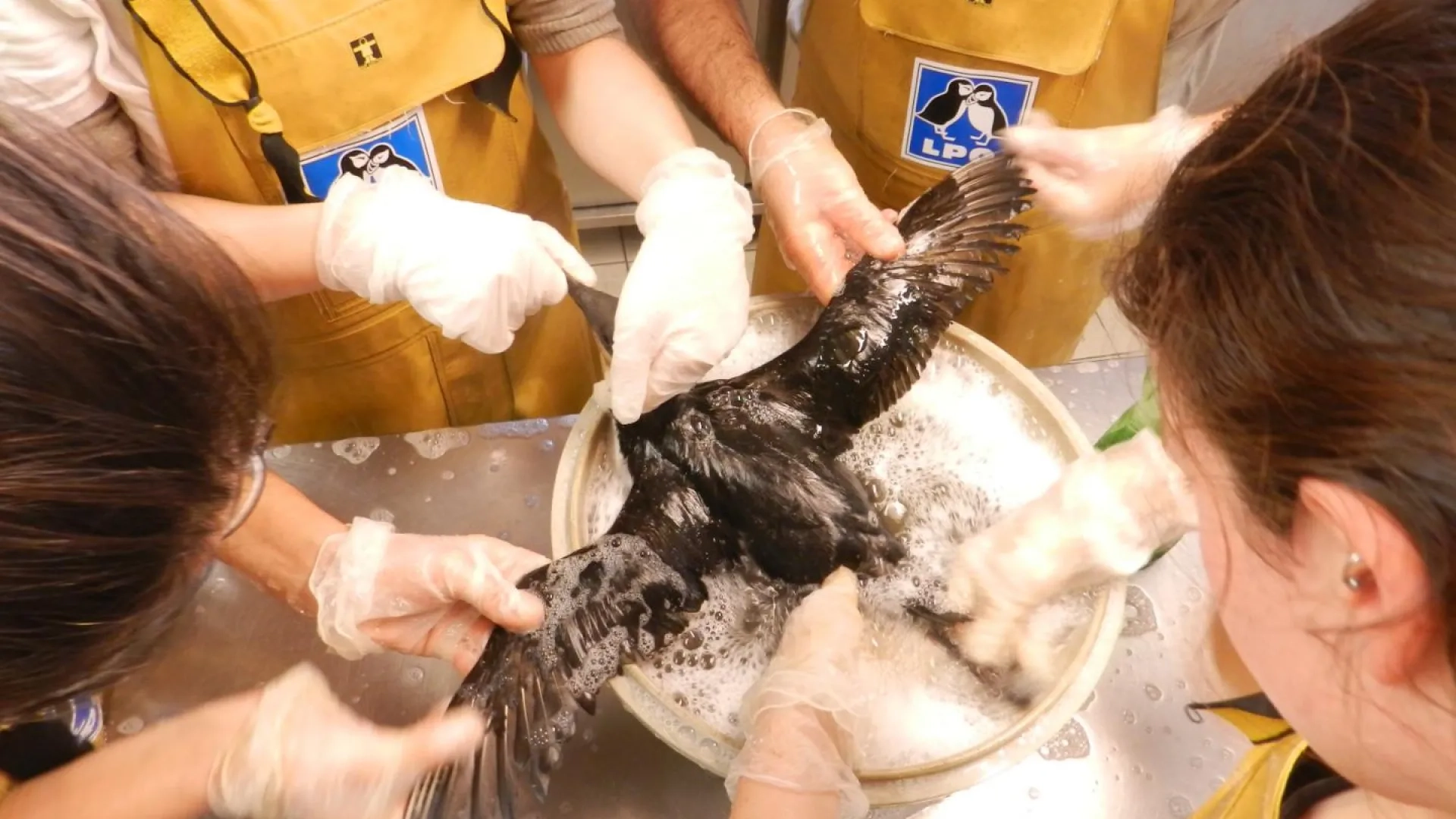 Photo Lavage des oiseaux mazoutés