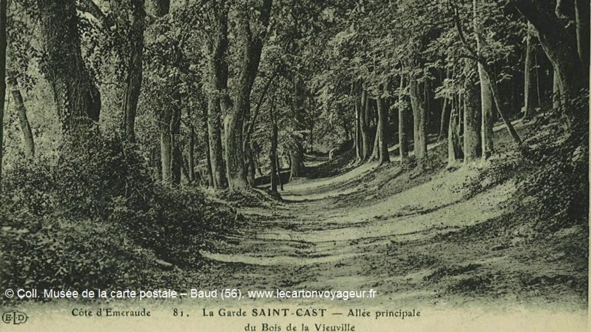 Photo forêt