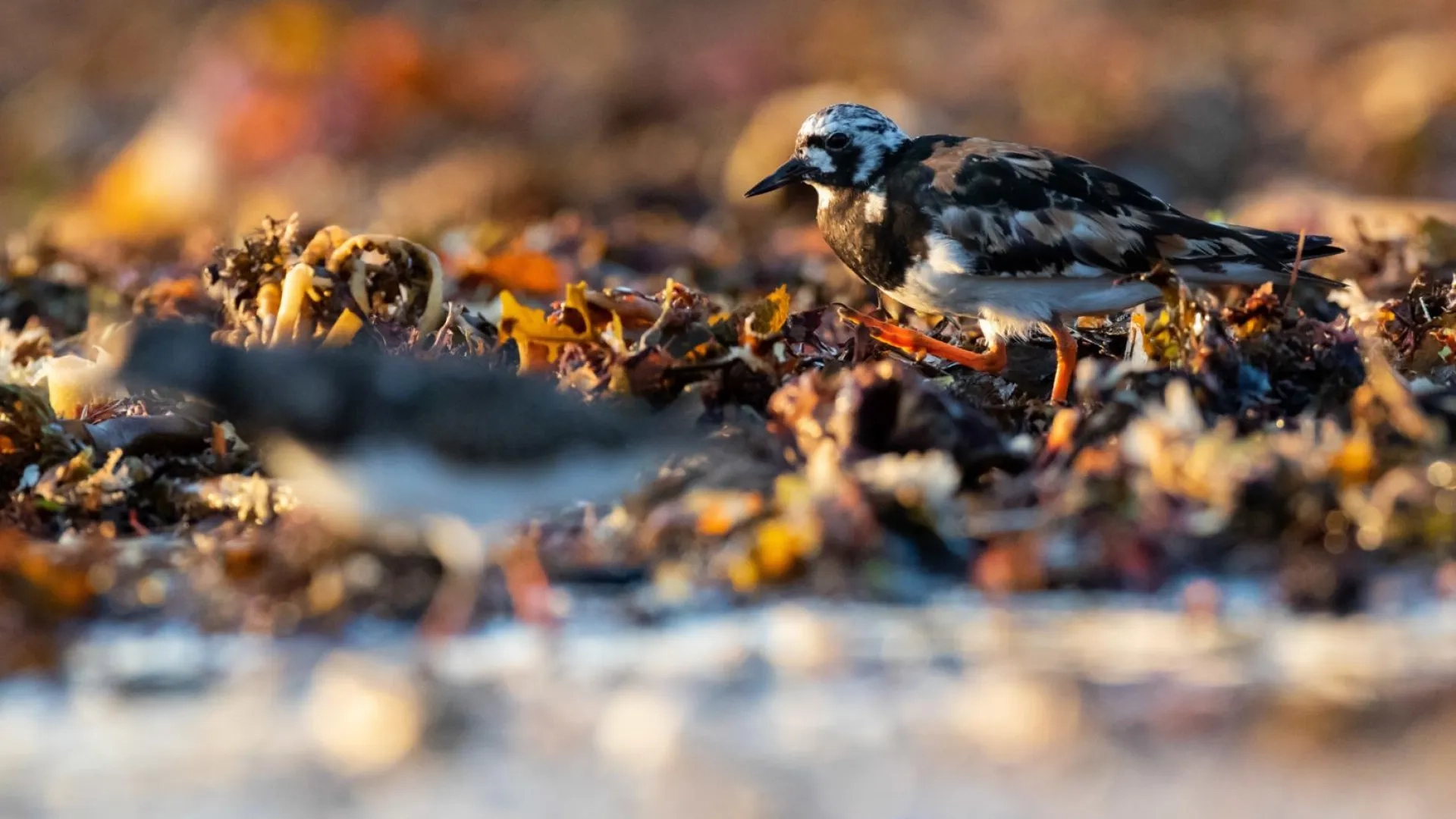 Photo Tournepierre à collier dans la laisse de mer