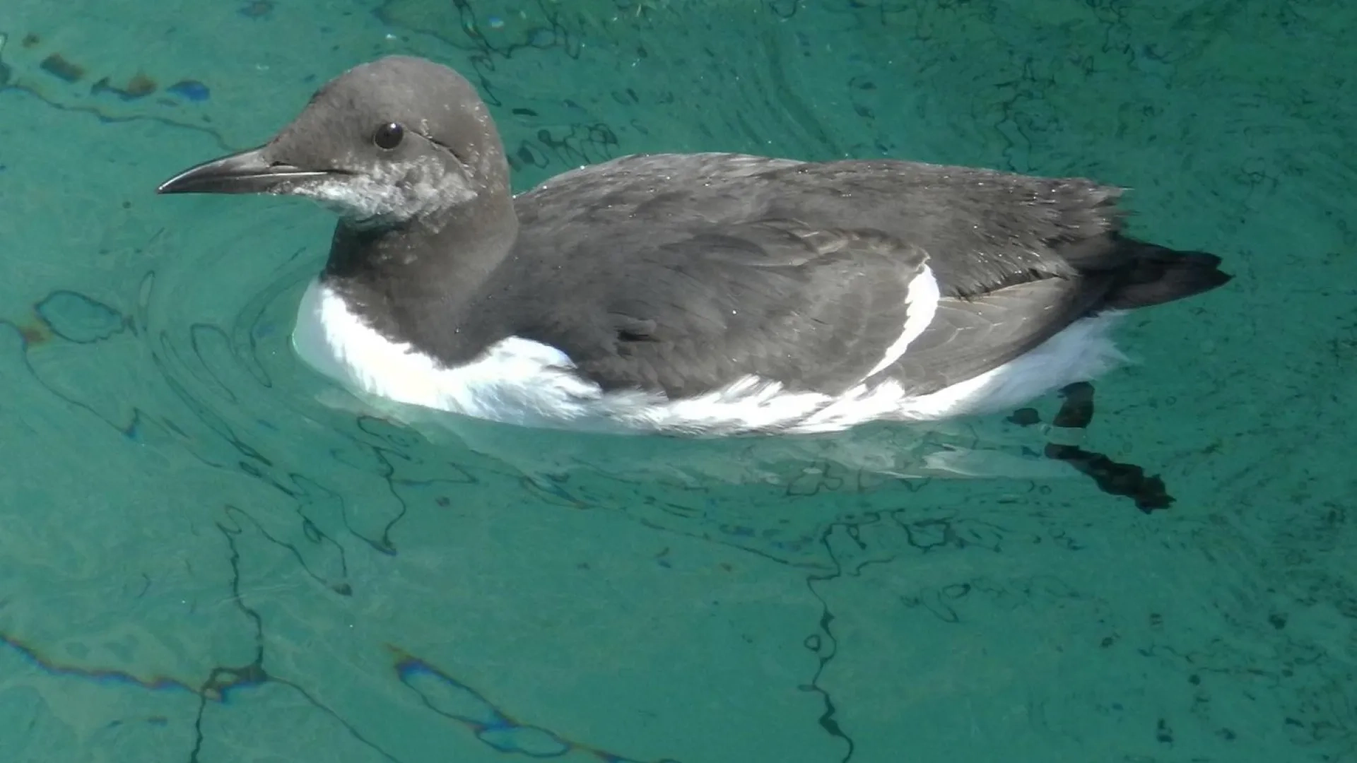 Photo Oiseau marin