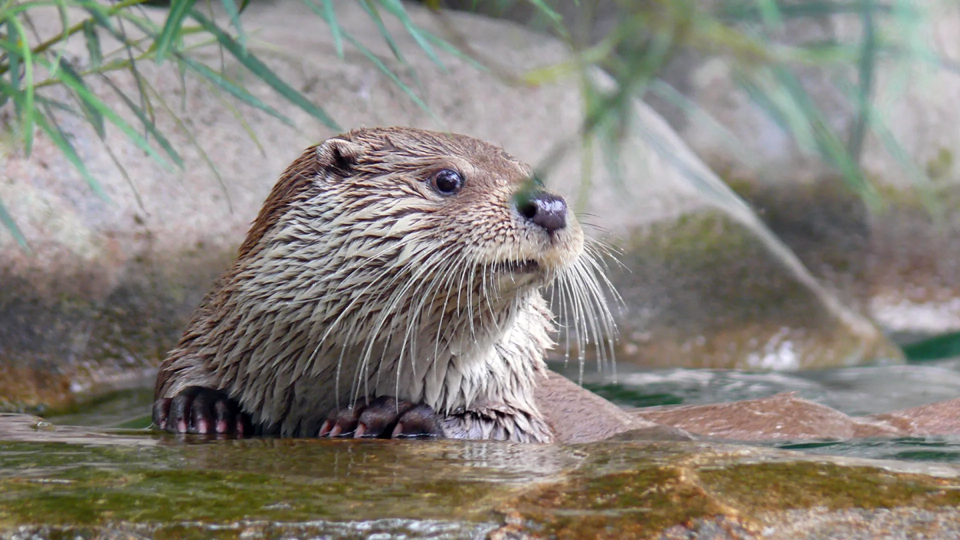 Photo loutre d'Europe