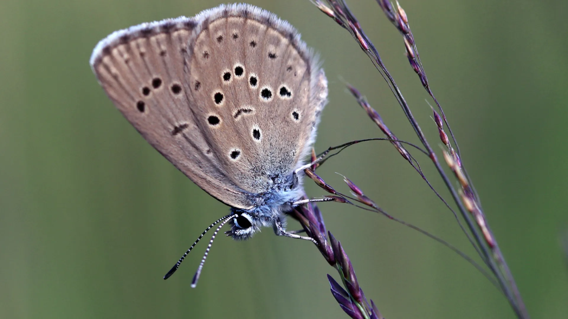 Photo Azuré des mouillères