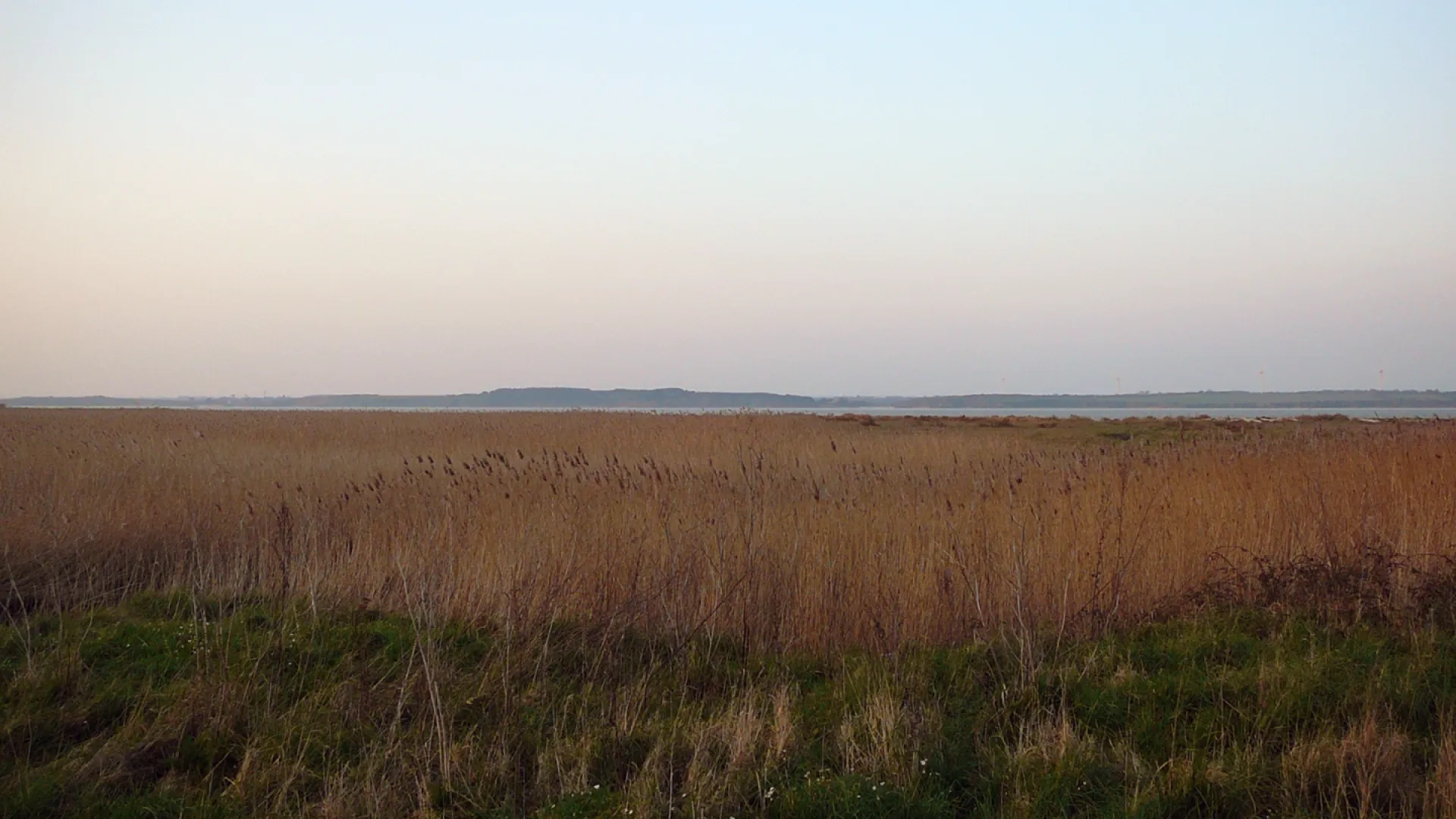 Photo Vasières littorales et oiseaux migrateurs