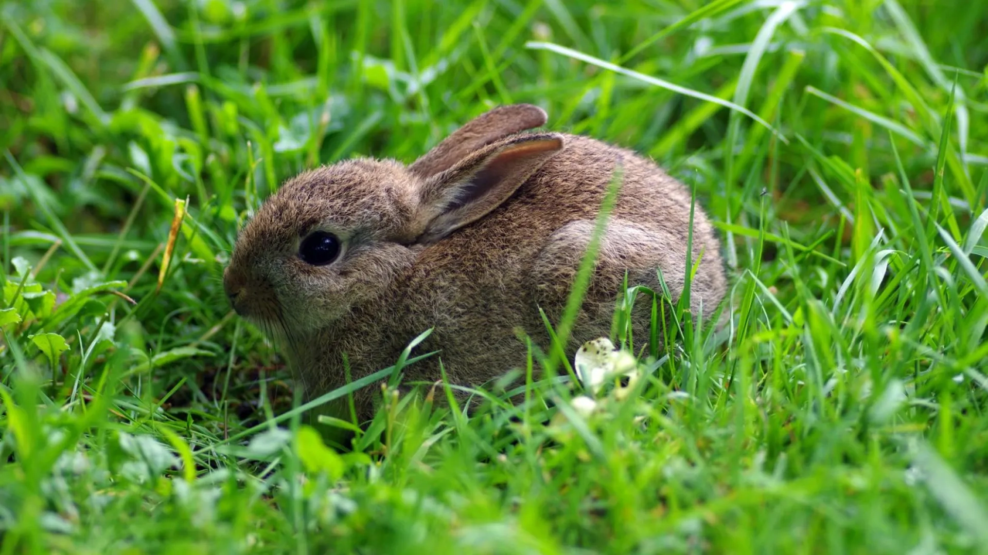 Photo lapin de garenne
