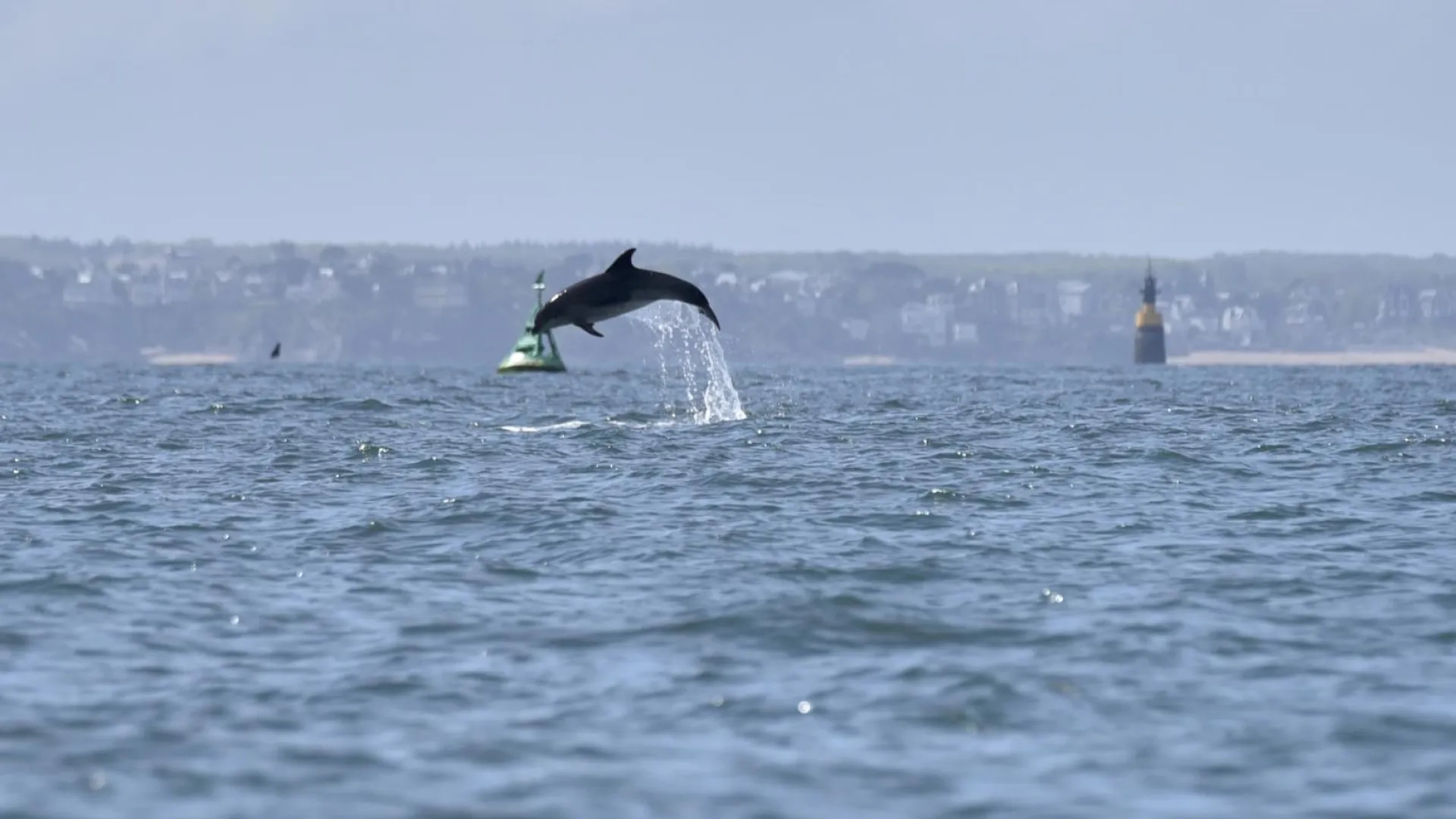 Photo dauphin dans la baie de Saint-Malo