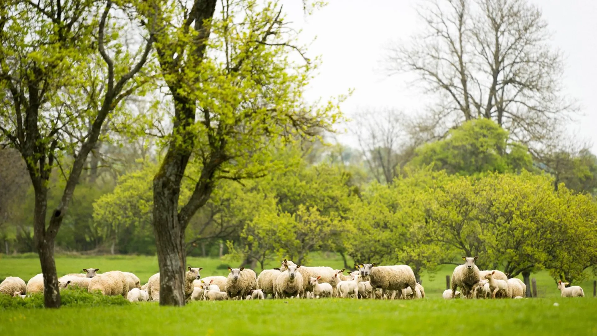 Photo agroforesterie