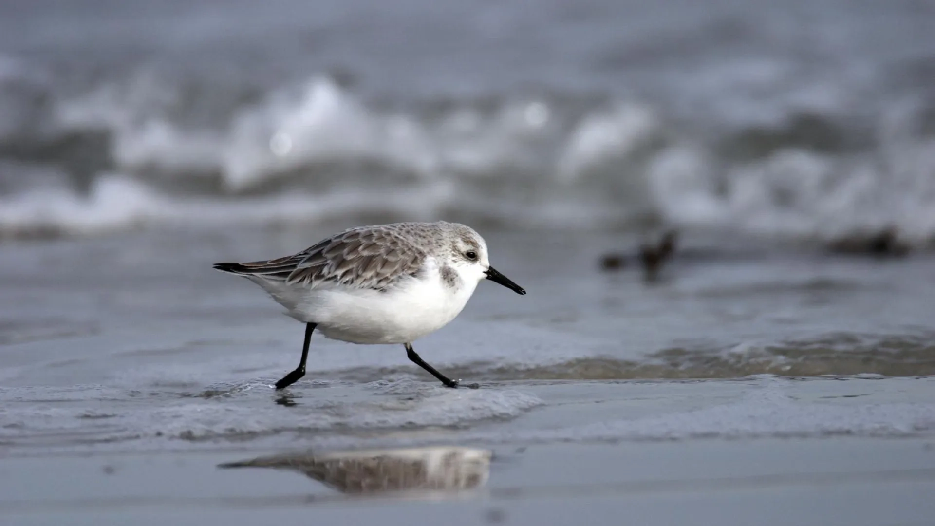 Photo bécasseau Sanderling